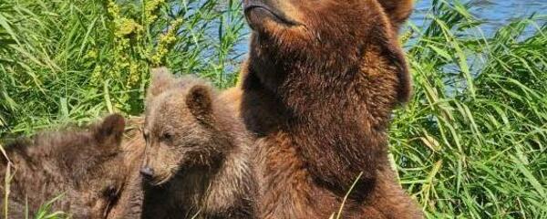 Вертолетная экскурсия на Курильское озеро+2 посадки