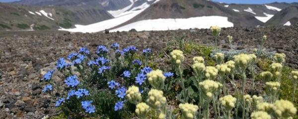 Подножие Авачинского вулкана