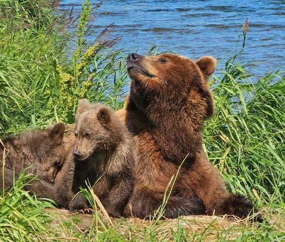 Вертолетная экскурсия на Курильское озеро+2 посадки